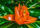Colorful orange flower-Florida-Pandanus produces and edible fruit Art Print